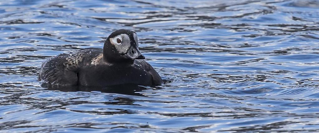 Den kända vyn av Lapporten, med topparna Tjuonatjåkka och Nissuntjårro, 1 540 respektive 1 721 meter över havet, är en symbol för entrén till fjällvärlden. Abisko nationalpark är unik på många sätt.
