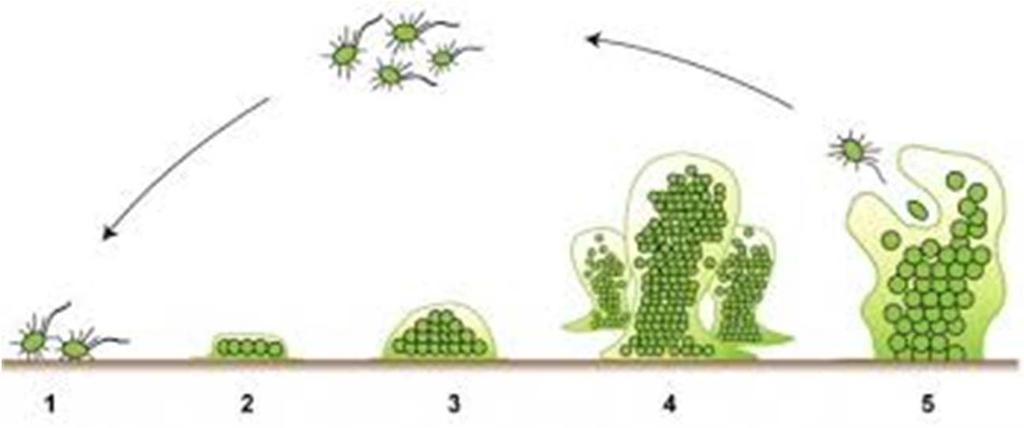 Biofilm