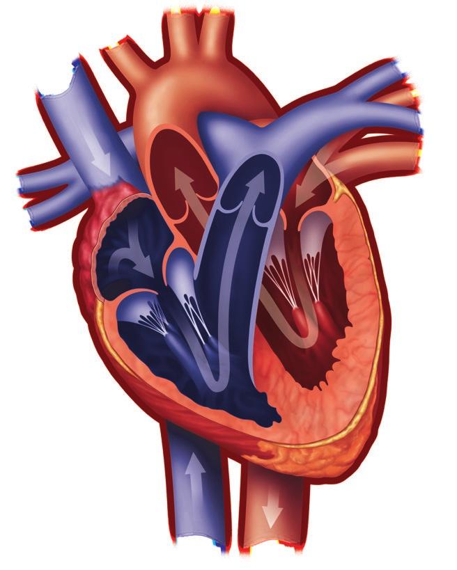 Hjärtklaffar AORTAKLAFFEN MITRALISKLAFFEN BLOD TILL LUNGAN BLOD TILL