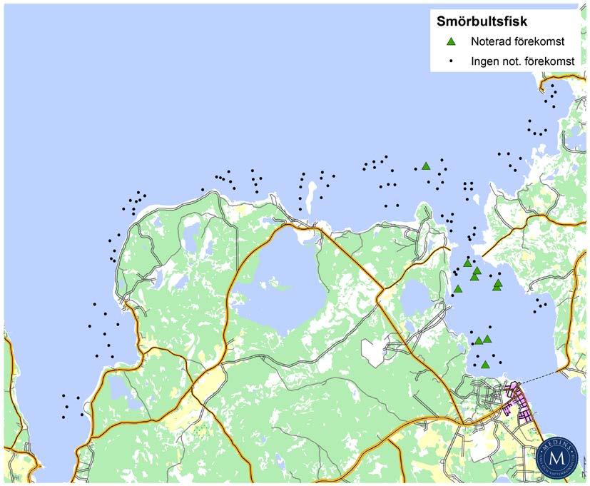 Utifrån det insamlade videomaterialet kunde det inte uteslutas att dessa i hög grad representerade en till synes livskraftig population av den invasiva arten svartmunnad smörbult