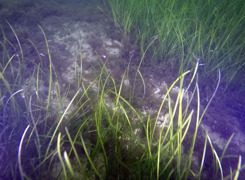 Undersökning av undervattensmiljöer mellan Kappelshamnsviken och Fårösund Robert