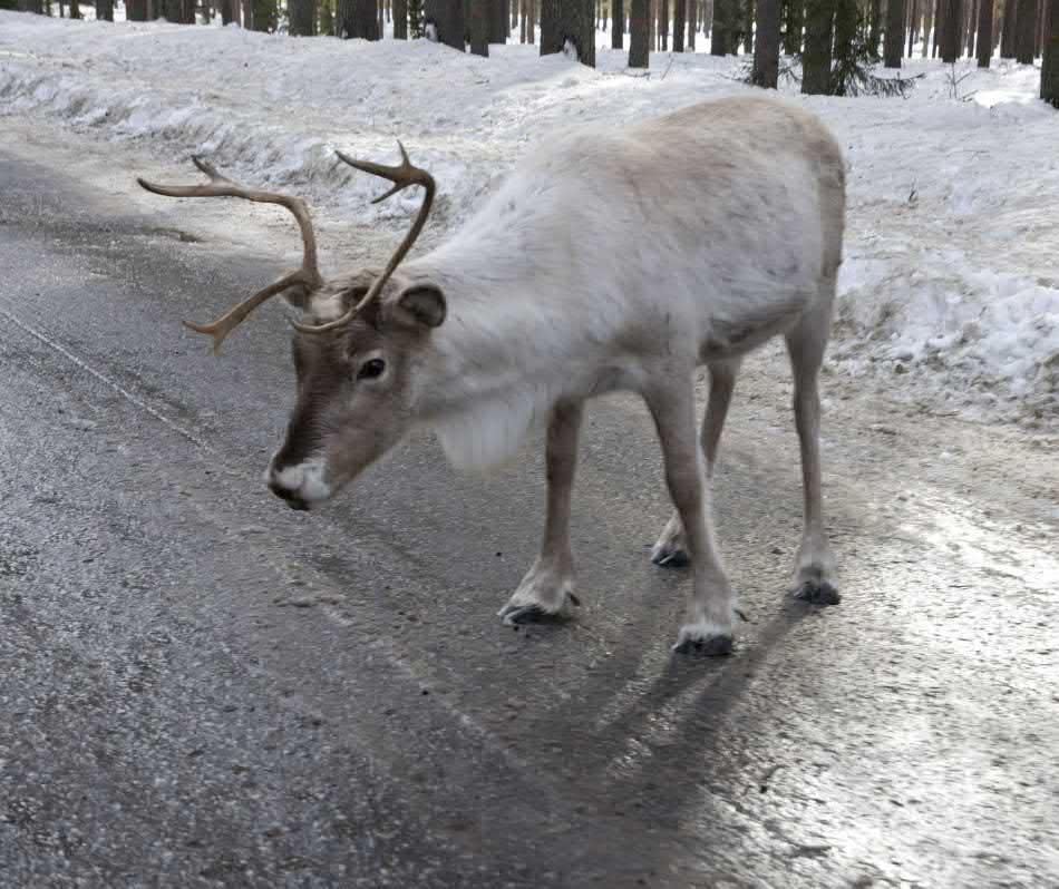 och ta hand om skadade eller döda renar, innebär en arbetsmiljörisk för renskötarna.