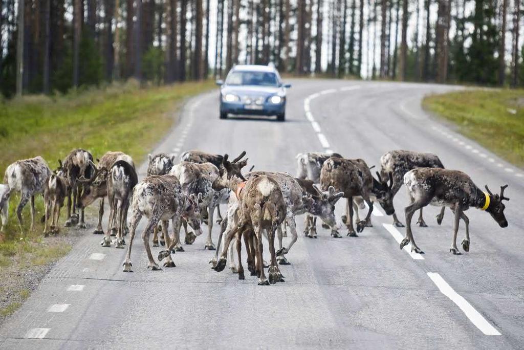 Även hänsyn till vilt behöver tas i ett större perspektiv. Trafikverkets långsiktiga inriktning kommer även att påverka viltet i området. Viltet har behov av att passera både väg och järnväg.