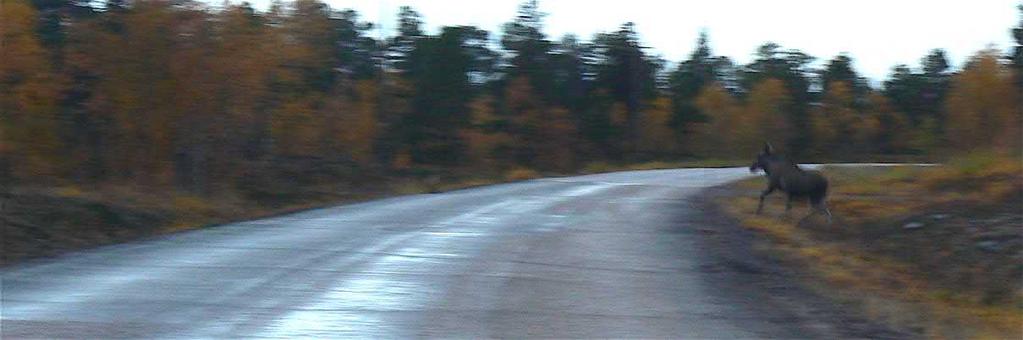 Det landskap som E10 korsar är också av betydelse för jakt och viltförvaltning.