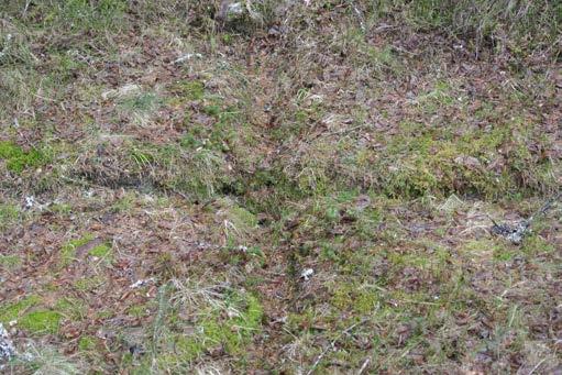 FINNSAM:s konferens i Norra och Södra Finnskoga 30 augusti 1 september 2019 Nedanstående program är att se som en grovskiss till kommande Finnsamkonferens i Norra och Södra Finnskoga.