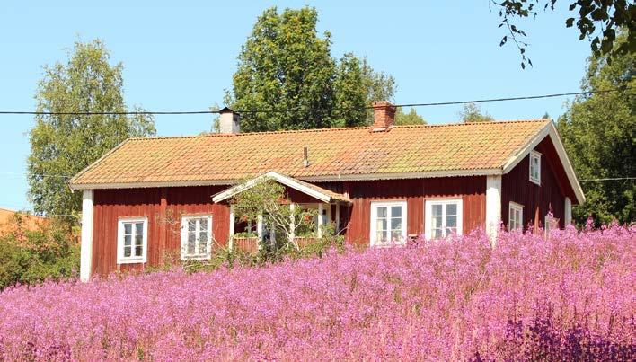 Valkoinen Slektsforening Mattila Tørberget, Historielag, Trysil 23/6 Nygardsmarsjen fra grendehuset i Storsvea til Nygarden ved Håberget 4,5 km, krysser to myrdrag, 11.