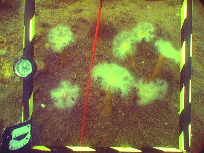 RESULTAT - DJURNÄS UDDE 5.2 DJURNÄS UDDE Nedanför zonen med havstulpaner i vattenlinjen vidtar en normalutvecklad algvegetation med grön- och trådformiga rödalger- främst Ceramium rubrum.