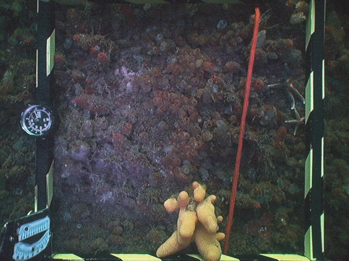 och läderkoraller Alcyonium digitatum