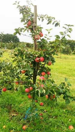 Plantskolan på Kiviks Musteri. Att plantera ett äppelträd Om du vill plantera ett äppelträd, så tänk på att det trivs bäst i väldränerad och mullrik jord i ett soligt och vindskyddat läge.