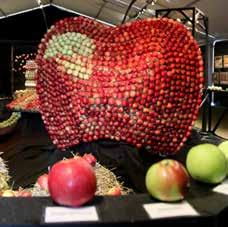 Äppelmarknaden i Kivik lockar t Äppelmarknaden startade för att lyfta fram den lokala fruktnäringen på Österlen och lockar varje år tiotusentals besökare.