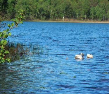 Naturpromenad söndag 19 maj 9.00 Vi går runt Ljungsjön, samling vid badplatsen. Ta med fika.