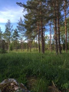 Sid 8 (14) För att knyta an till det småbrutna landskapet på Gräsö kommer en skogsridå mot vägen att sparas (med undantag för behov av arbeten med kraftledningen där enstaka träd kan påverkas) och på