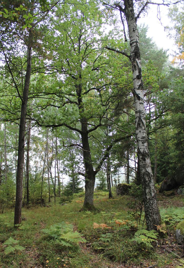 Planteringsytor De planteringar som ska utföras ska vara av sådant slag att de har en god tillväxt och kräver en begränsad skötselåtgärd.