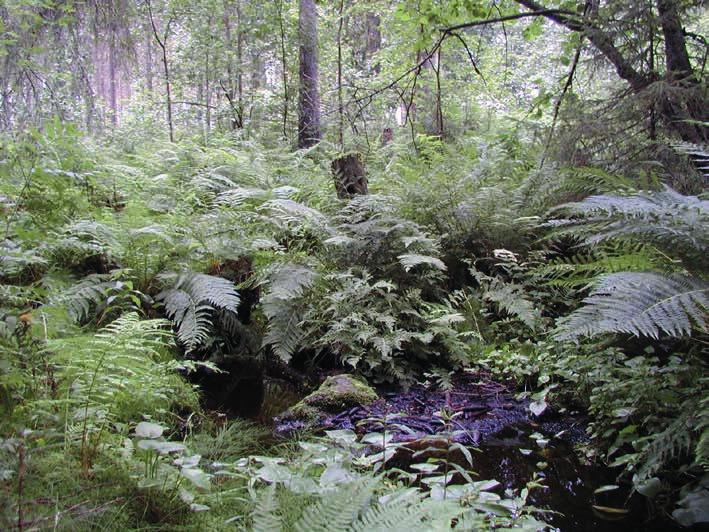 { 10 } 4.2 Bördiga kärr och brunmossar De bördiga kärrtyper och brunmossar som avses i skogslagen kännetecknas av vattenhushållning i naturtillstånd eller ett tillstånd som påminner om detta.