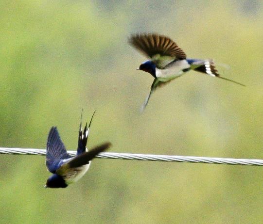 Fåglar och insekter minskar i jordbrukslandskapet Insekter i Tyskland Biomassa av