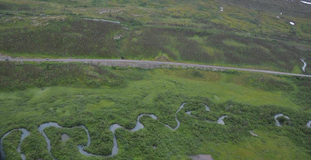 Fjällbjörkmätare på naturums fasad, hösten 2013.