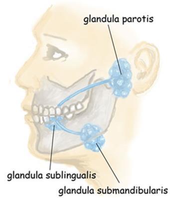 Spottkörtlar/salivkörtlar Tre par stora