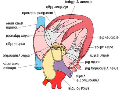 2 THEORETICAL BACKGROUND To facilitate the reading of this work this section contains a short going through of the anatomy and physiology of the heart, followed by a more detailed presentation of the