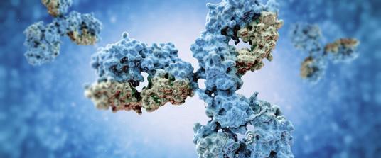 UTVECKLINGSTRATEGI Ny behandlingsmetod för Myasthenia gravis-patienter Glycorex har som mål att successivt utveckla biospecifika kolonner som effektivt eliminerar de specifika antikroppar som bildas