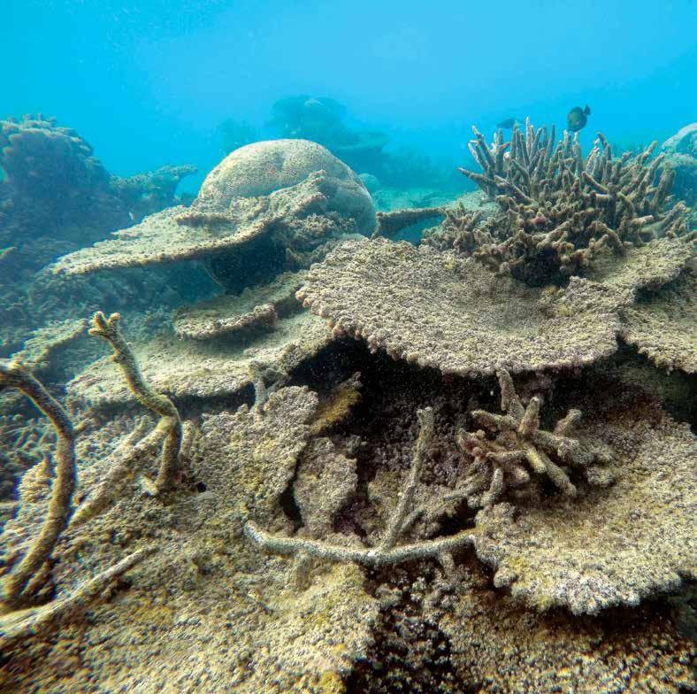 Foto Greg Torda, ARC Centre of Excellence for Coral Reef Studies.