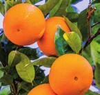 på hemmaplan! Träd med citron, apelsin, fikon m.m. i krukor kastar vackra skuggor på marken, skapar lummighet och känns som Medelhavet på riktigt.