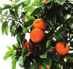 499:- 499:- Apelsin Citrus sinensis En väldoftande och vacker klassiker.