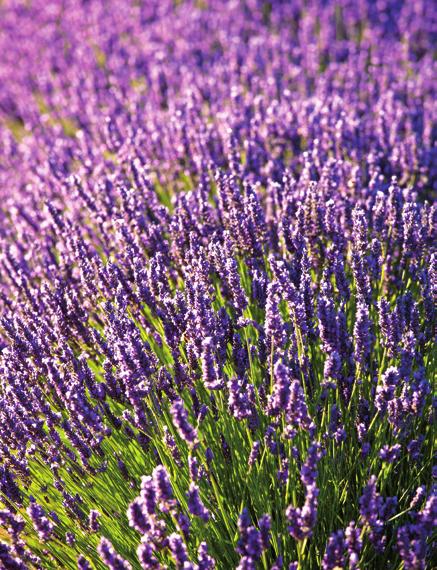 pris 39 90 Rosor + lavendel = sant Lavendelns blålila blommor passar till alla rosfärger vilket gör dem till en perfekt kombination.