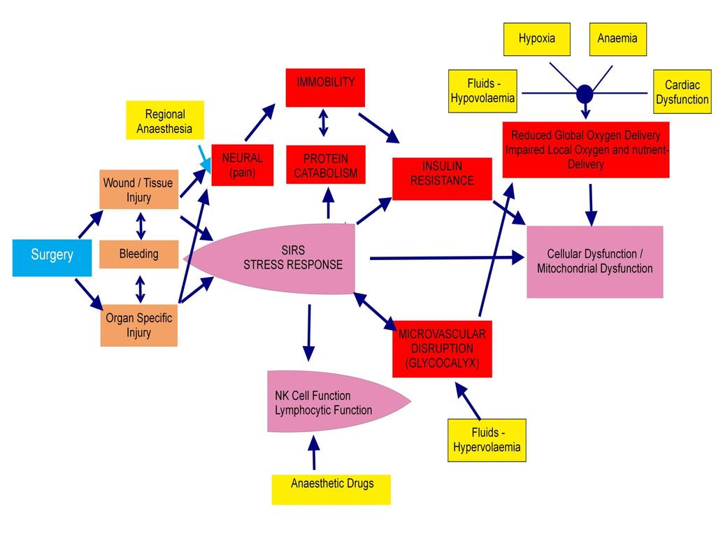 METABOLIC RESPONSE CARDIOPULMONARY DYSFUNCTION SURGICAL INJURY