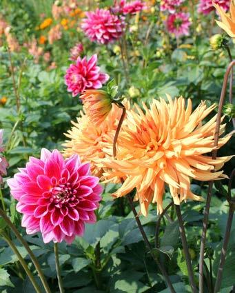 Kvällen innan midsommarafton är det dags för alla hugade att bege sig till Älvgården för att vara med och klä midsommarstängerna.