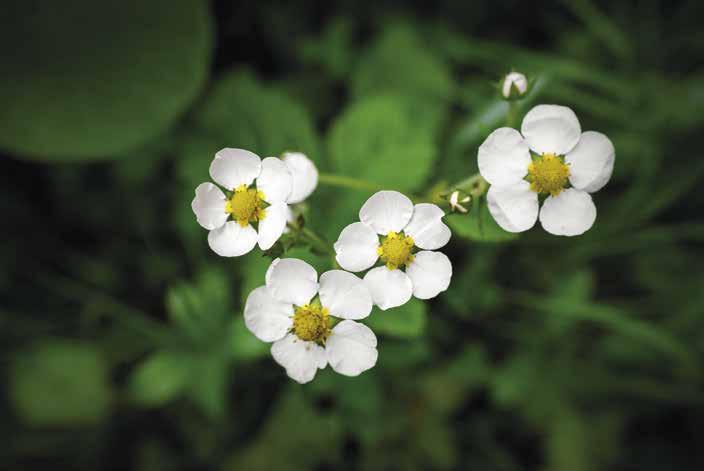 Katalognyheter BotaniGard WP Biologisk produkt mot vita flygare/mjöllöss i växthuskulturer. Cliophar 600 SL För bekämpning av örtogräs.
