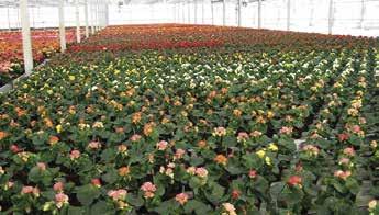 brownie, Centaurea, Cestrum, Clarkia, Cleome, Coleus, Cosmos, Cuphea, Cynara scolymus, Dahlia, Dianthus barbatus, Dimorphoteca, Eucalyptus, Eustoma grandiflorum, Ficus, Felicia, Gazania, Gnaphalium,