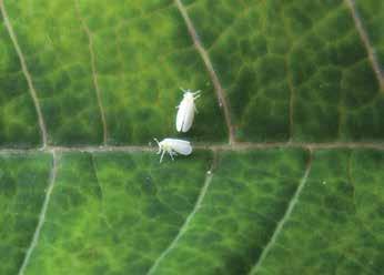 BotaniGard WP BotaniGard är en biologisk produkt bestående av sporer från en naturligt förekommande svamp, Beauveria bassiana med effekt på vita flygare.
