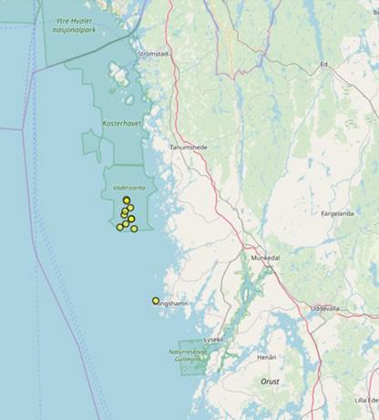 8 Kommentar till arter Dykarna rapporterade flera fynd av rödlistade arter (Tab. 6). En art som a r sa rskilt intressant a r sjuarmad sprödstja rna (Fig.