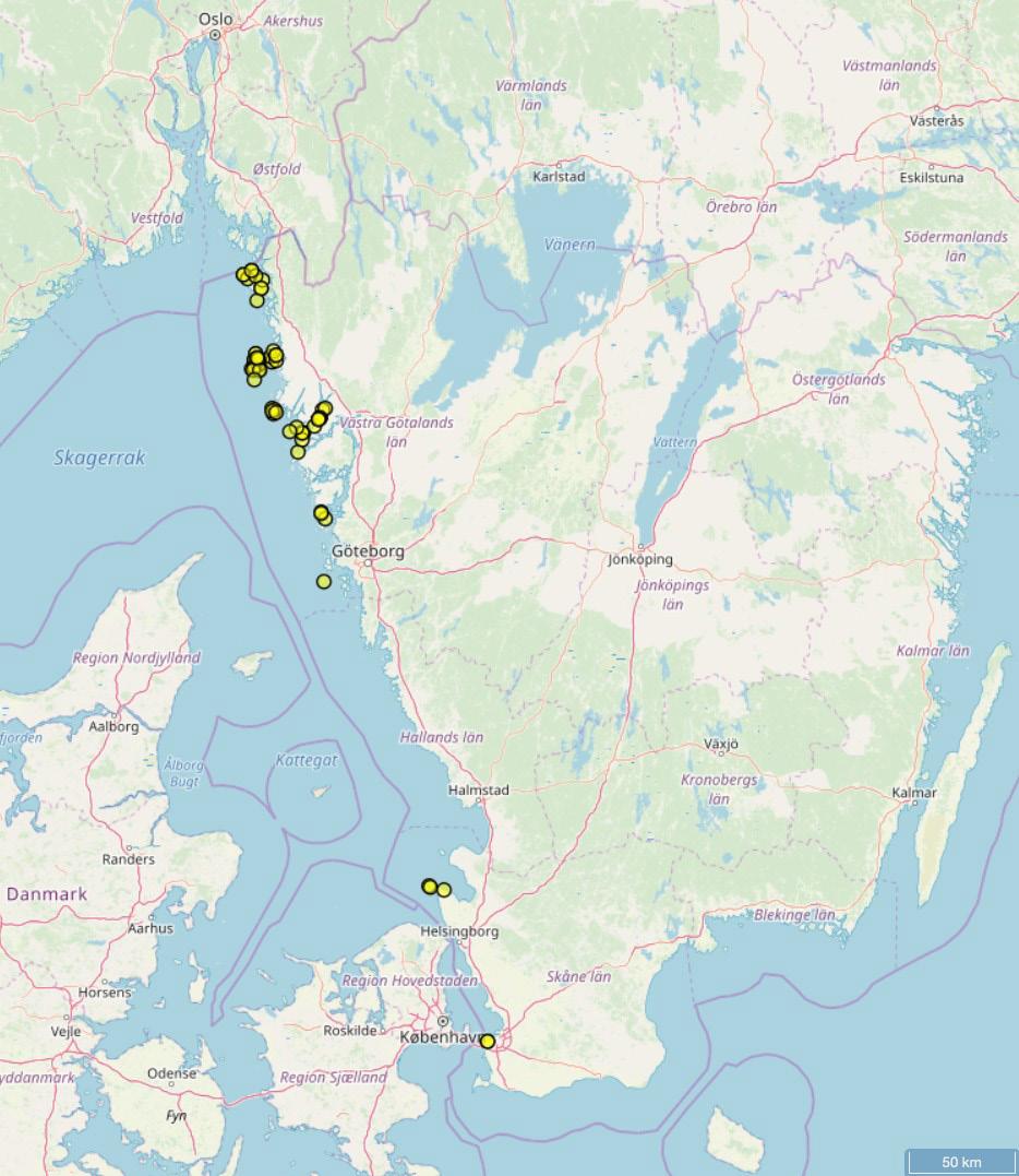 4 Resultat Deltagande och antal arter Totalt anma lde 25 dykare sig till marint faunava kteri under 2018.
