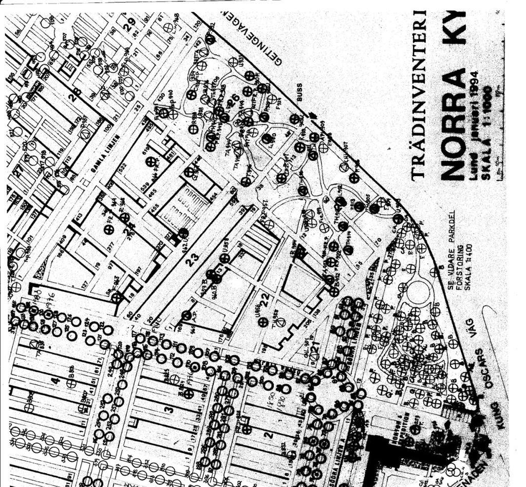 Figur 4, karta på den södra delen av lindallén med trädens placering. Bilden är återgiven med tillstånd från Lunds Norra kyrkogårdsförvaltning 4.