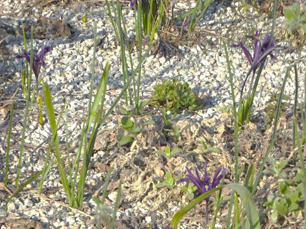 Torr ståndort, kalkrik Iris reticulata våriris