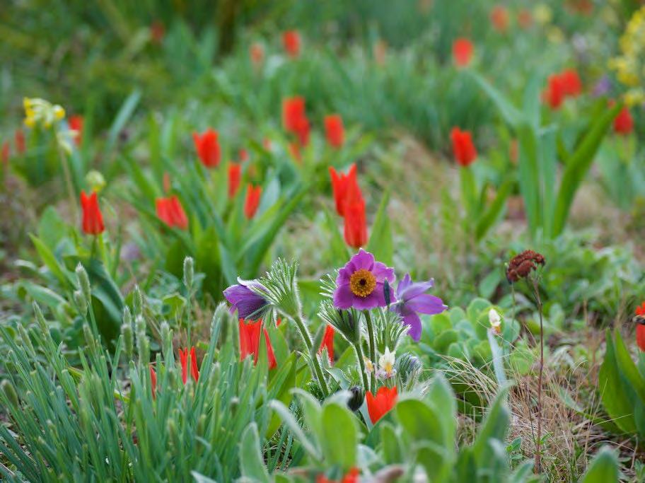 Nigel Dunett the Barbican ( Foto från hans hemsida) Tulipa