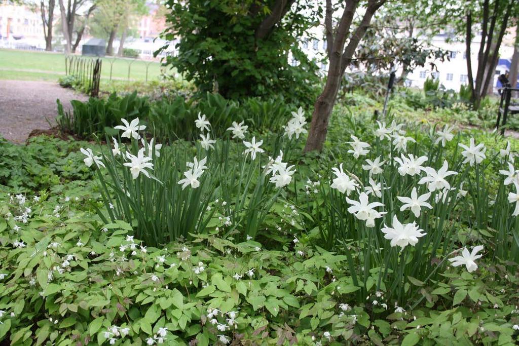 Woodland halvskugga-skugga, Narcissus triandrus Thalia