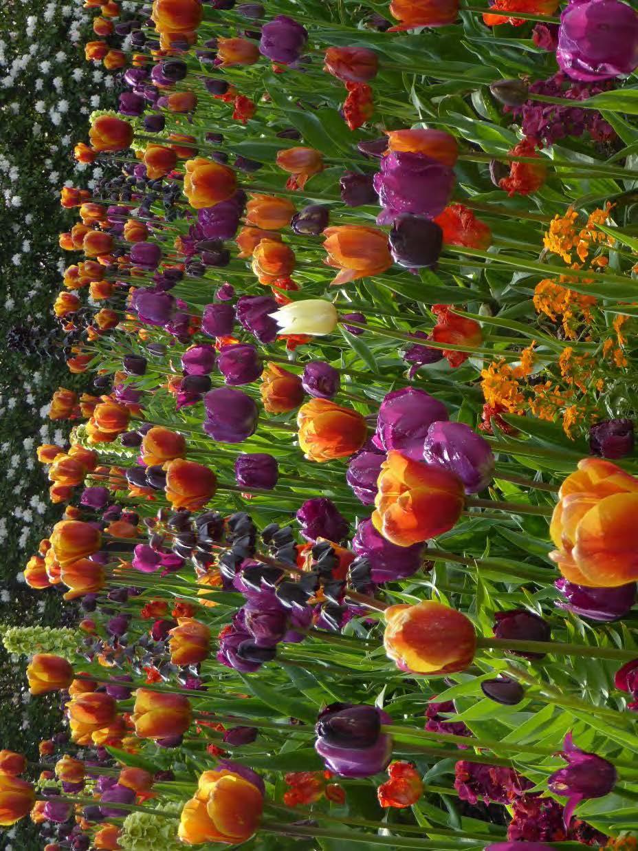 Paradplantering färgtema, två flor, höjdvariation, flera sortgrupper och arter samplantering