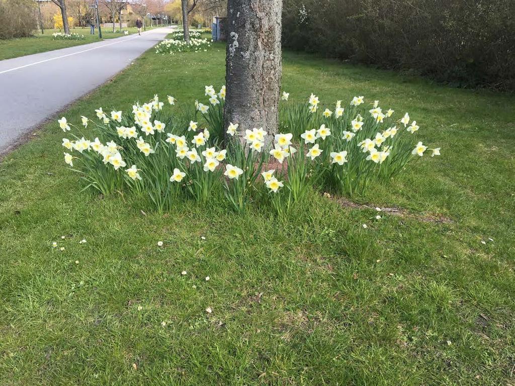 Enkel plantering, vårfärgring runt träd.