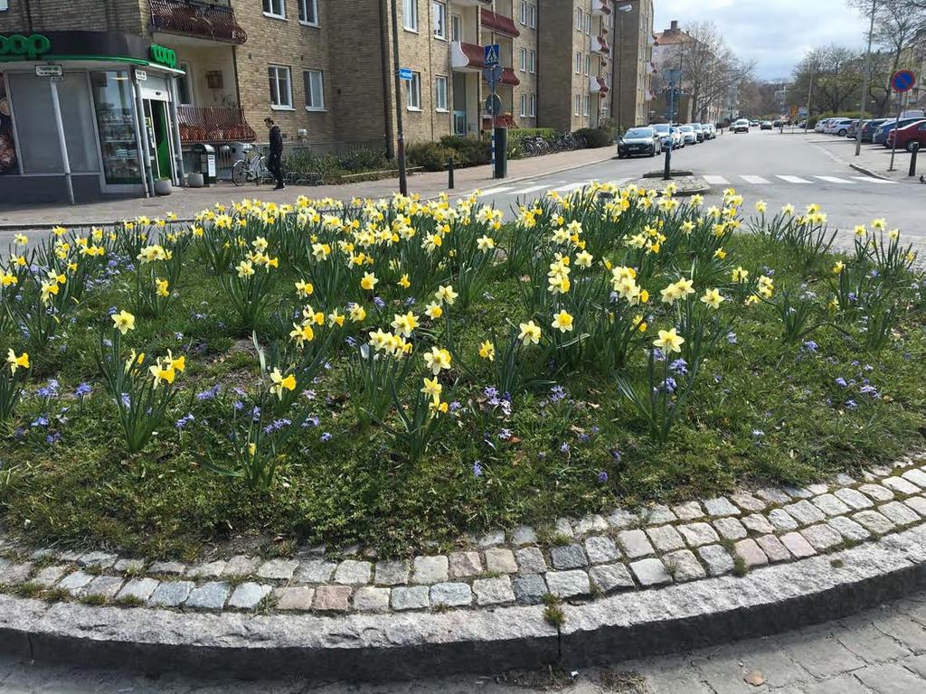 Enkel lökplantering i rondell.