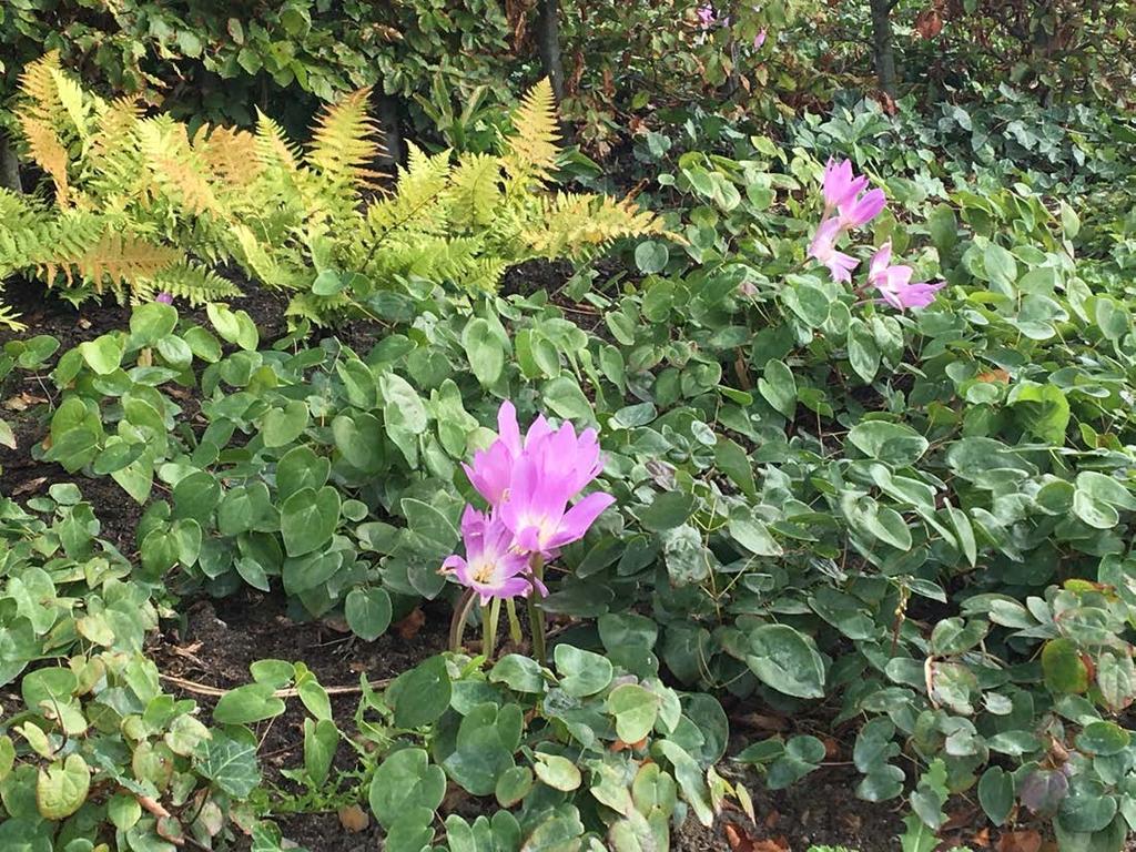 Colchicum