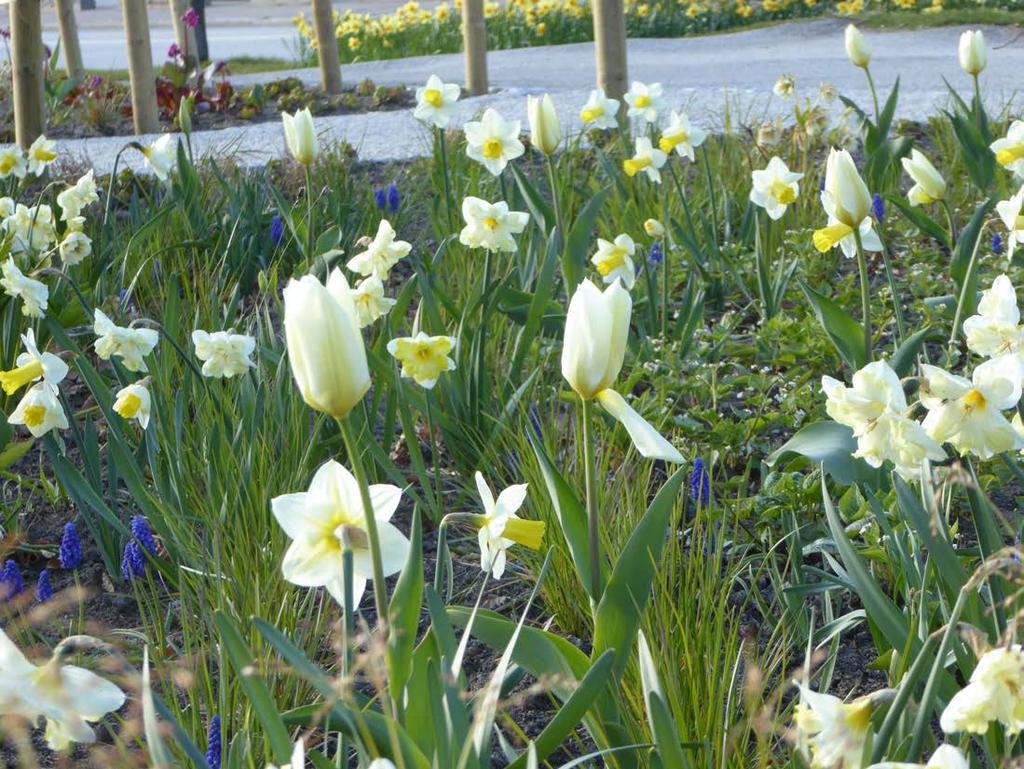 Spritt,större perennplantering Olika arter och sorter, höjdvariation,tidig och mellantidig blomning, samverkan med blommande perenner och blad + högre senblommande perenner och