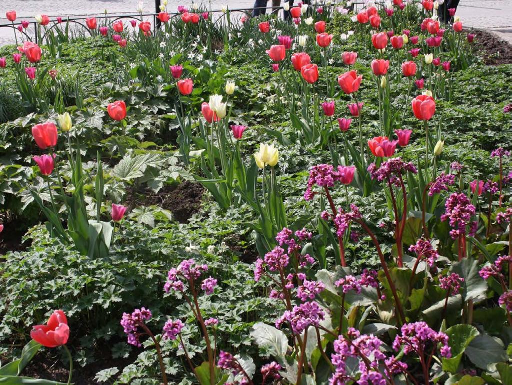 Olika arter av stor lök. Spritt i hela planteringen. samverkan med blommande perenner och blad.