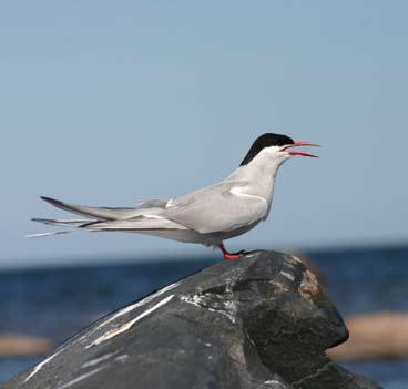 5 Agön-Kråkön naturreservat- fiskelägen, sälkolonier och gammelskog Agön och Kråkön är populära friluftsområden där du kan njuta av hav och trolska skärgårdsskogar.