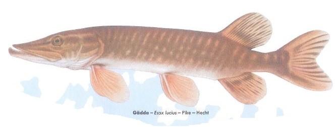 Gäddan Hej! Jag är en gädda och jag finns i nästan alla vatten och sjöar i Sverige. Jag är den fisk som blir störst av våra svenska fiskar när jag blir gammal och jag kan då väga över 20 kg.