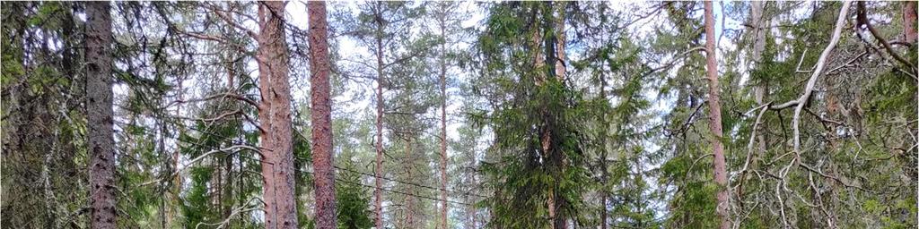 4 Kuva 2. Suunnittelualueen pohjoisosan kangasmetsää. Bild 2. Moskog i den norra delen av planeringsområdet 3 UTGÅNGSPUNKTER 3.1 