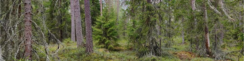I ost och söder gränsar området till icke-planlagda skogsområden och i väst till Pirilöfjärden.