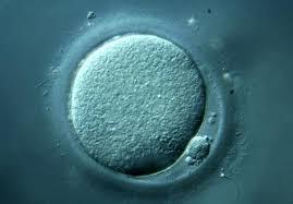 ) IVF- behandling och vitrifiering av oocyter (obefruktade ägg) ) IVF- behandling och vitrifiering/frysning av embryon (befruktade ägg) ) Laparoscopisk ovarialbiopsi och frysning och