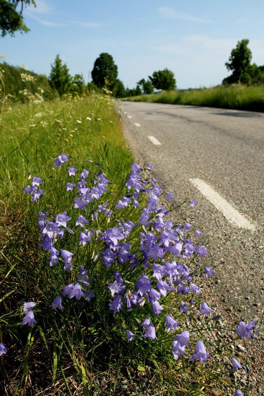 Broschyr om blommande gräsmarker Naturvårdsverket Swedish Environmental Protection Agency 2018-11-23 8 Syfte Ge information och råd om gräsmarker till allmänheten, markägare, entreprenörer m.fl.